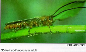 red header spurge stem borer